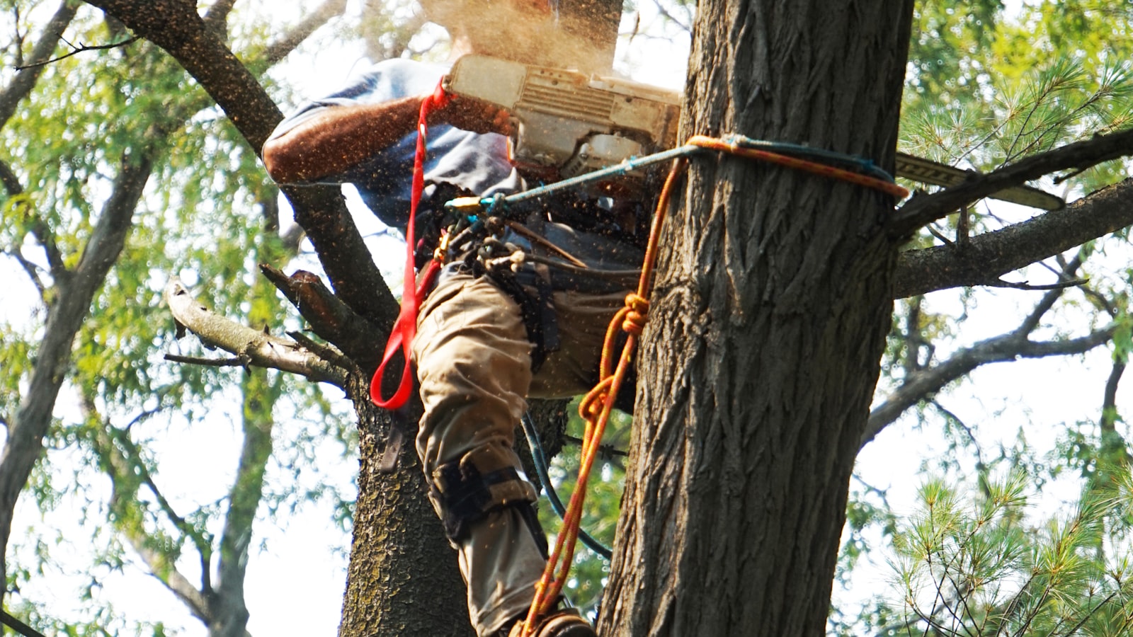 Boomverzorger snoeit hoog in een boom