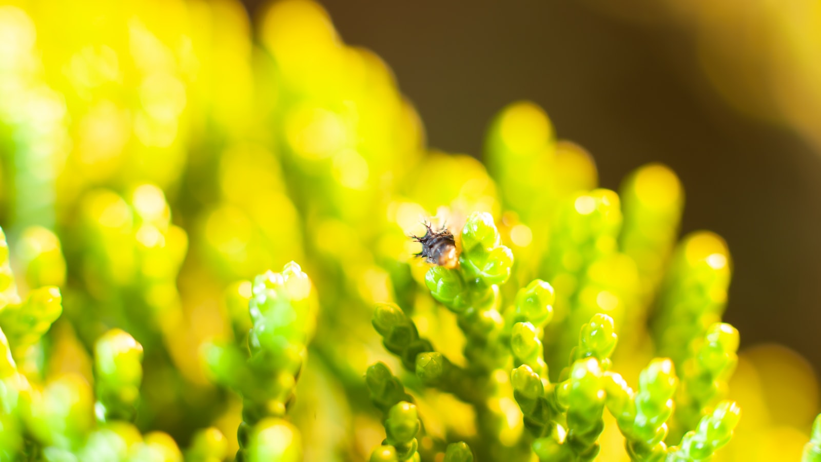 Groene beplanting, sfeerbeeld bij de contactpagina