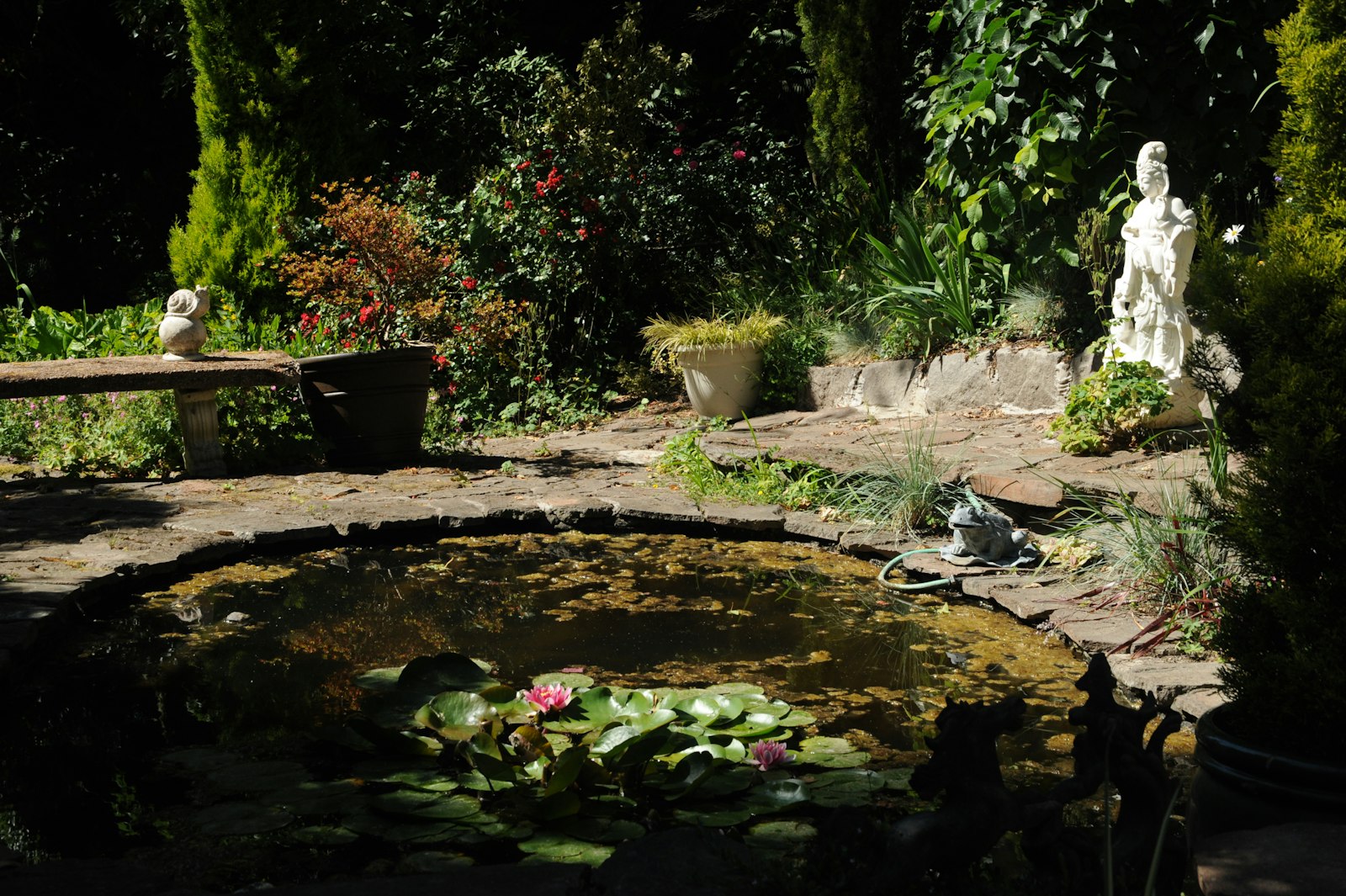 Vijver met waterlelies in particuliere tuin